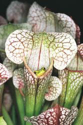 147-Chlorohyla gracilenta